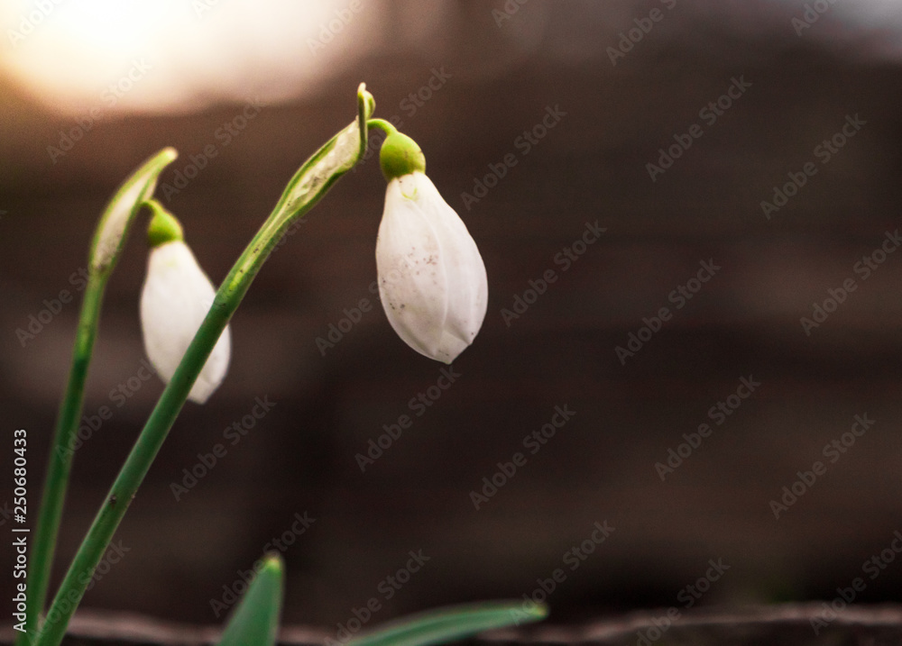 Galanthus nivalis, snowdrop flower close up of isolated flowers during a sunset. First sign of spring in southern Sweden. Galanthus nivalis, snowdrop flower close up of isolated flowers during a sunset. First sign of spring in southern Sweden.