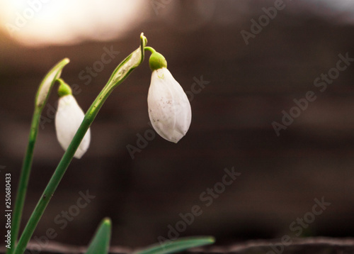 Galanthus nivalis, snowdrop flower close up of isolated flowers during a sunset. First sign of spring in southern Sweden. 