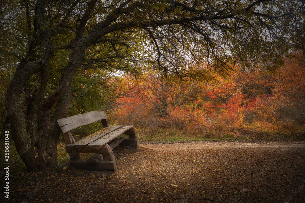 Bench in a beautiful autumn forest in the fog. Bench in a beautiful autumn forest in the fog.