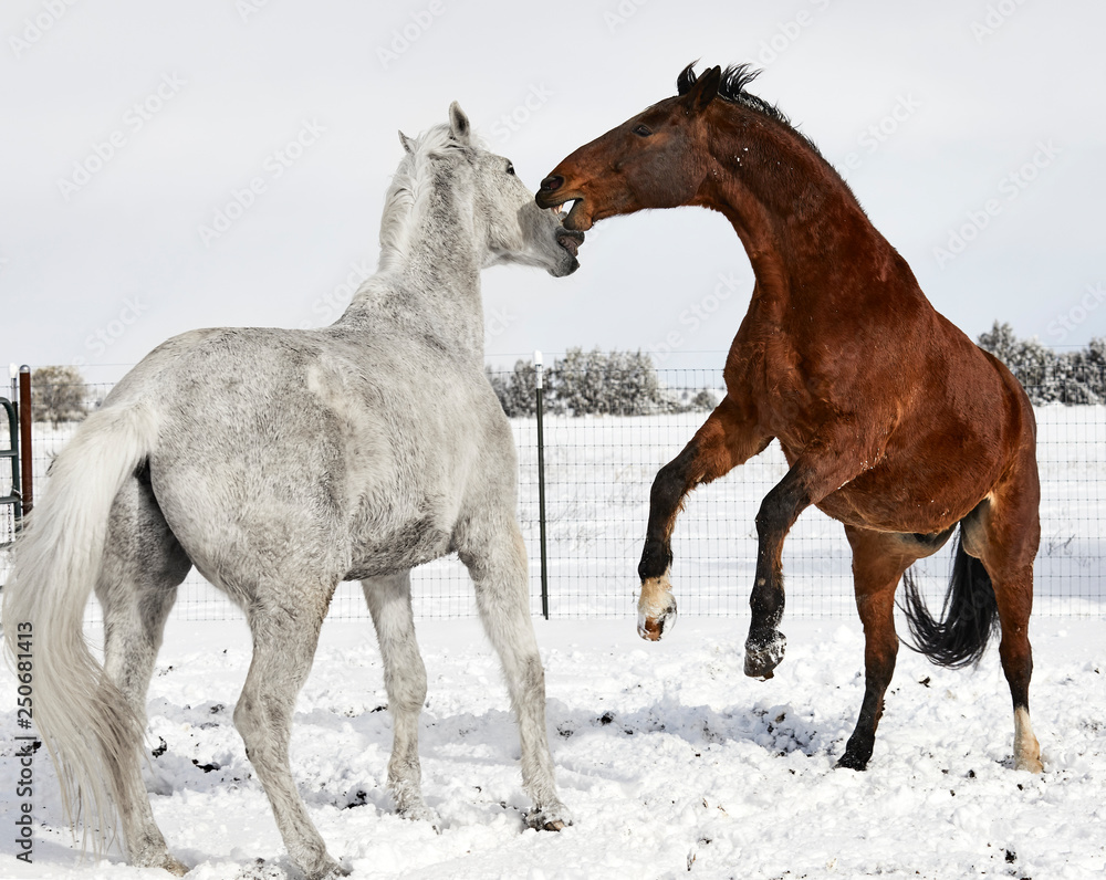 Brown Horse rearing and trying to bite a white horse Brown Horse rearing and trying to bite a white horse