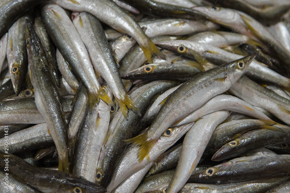 Fresh fish for sale at the modern fish market located in Dubai Fresh fish for sale at the modern fish market located in Dubai