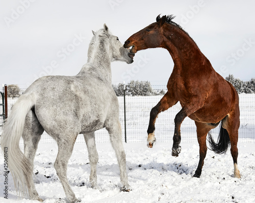 Brown Horse rearing and trying to bite a white horse