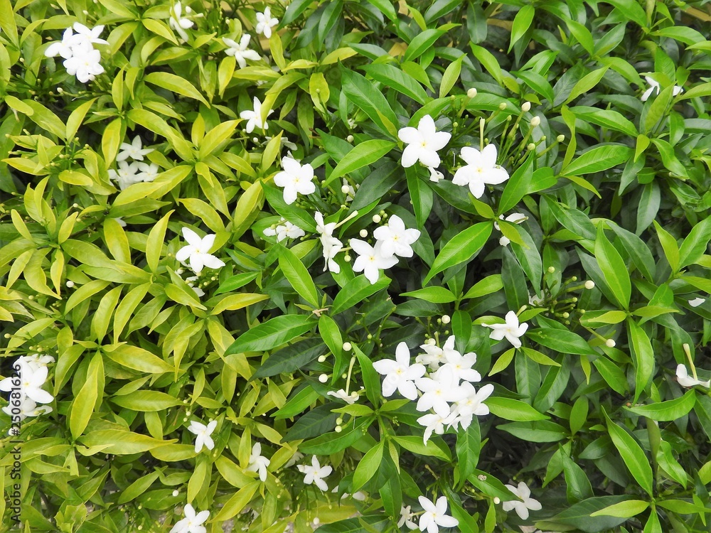 Photos of flowers on the background of the Green Plan, the middle of the tropics.
