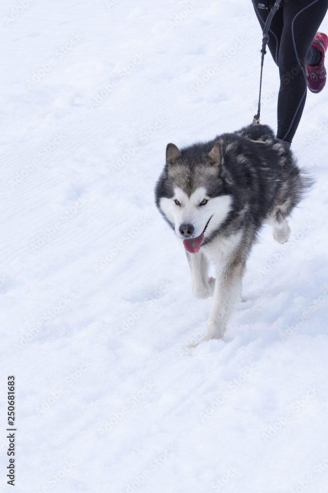 Husky breed dog running in the snow, with his owner behind doing canicross in the port of Vegarada, between Leon and Asturias (Spain) in the winter. 2/17/2019 Husky breed dog running in the snow, with his owner behind doing canicross in the port of Vegarada, between Leon and Asturias (Spain) in the winter. 2/17/2019