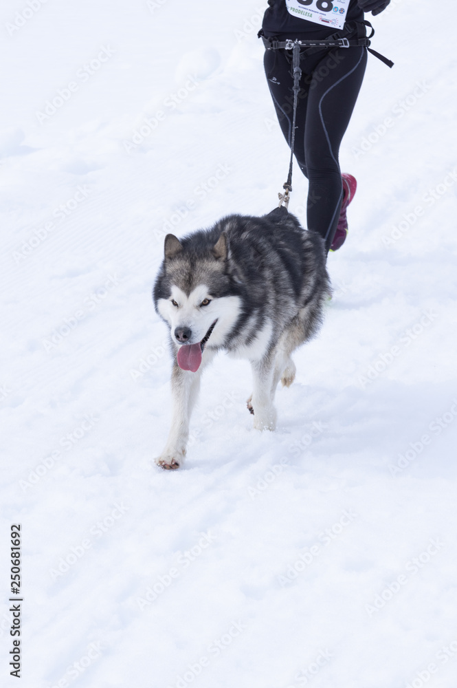 Husky breed dog running in the snow, with his owner behind doing canicross in the port of Vegarada, between Leon and Asturias (Spain) in the winter. 2/17/2019 Husky breed dog running in the snow, with his owner behind doing canicross in the port of Vegarada, between Leon and Asturias (Spain) in the winter. 2/17/2019