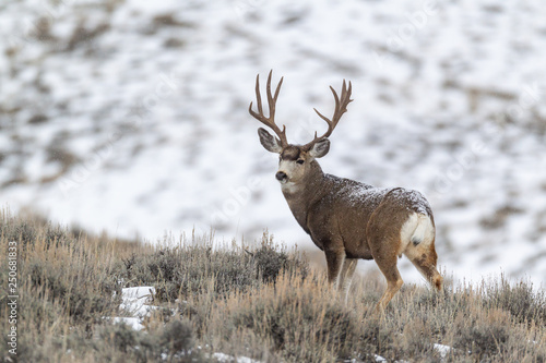Mule deer buck in late autumn during the rut in Wyoming