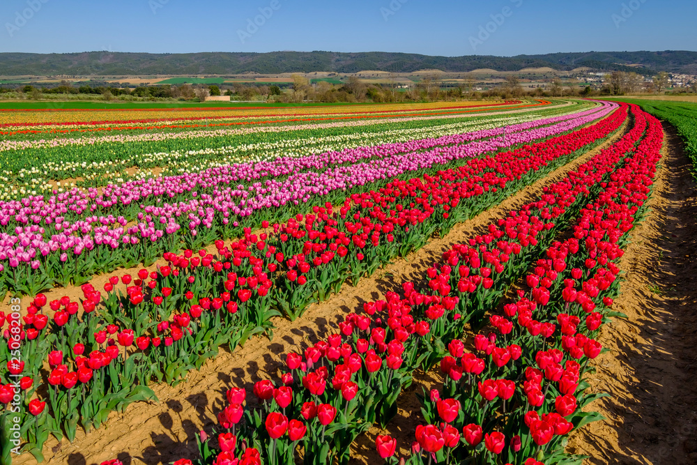 Champ de tulipes de couleurs différentes. Alpes de Haute Provence, France.	