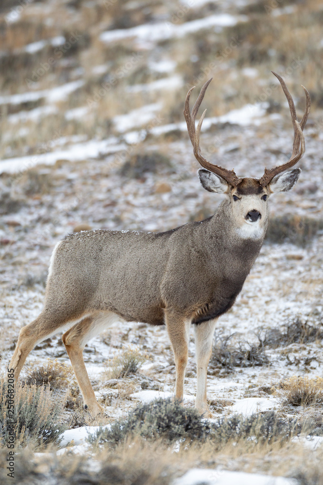 Mule deer buck in late autumn during the rut in Wyoming Mule deer buck in late autumn during the rut in Wyoming