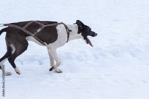 Dog of a mushing competition in the port of Vegarada, between Leon and Asturias (Spain) in the winter of 2019. Castilla y Leon mushing Championship. 2/17/2017