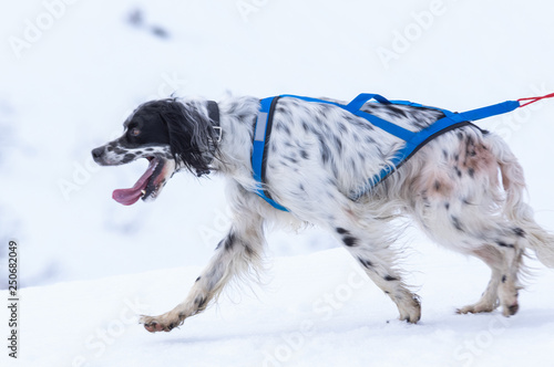 Dog running in the snowy mountain, tied on a leash to his owner