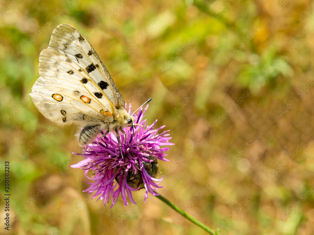 Obraz premium Butterfly perched on a flower