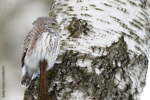 Foto Pygmy Owl (Glaucidium passerinum)