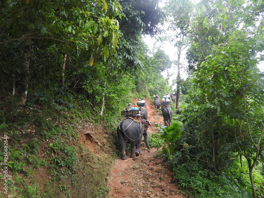 Elephant Safari in the picturesque Dao Pak Park in Thailand. Elephant Safari in the picturesque Dao Pak Park in Thailand.