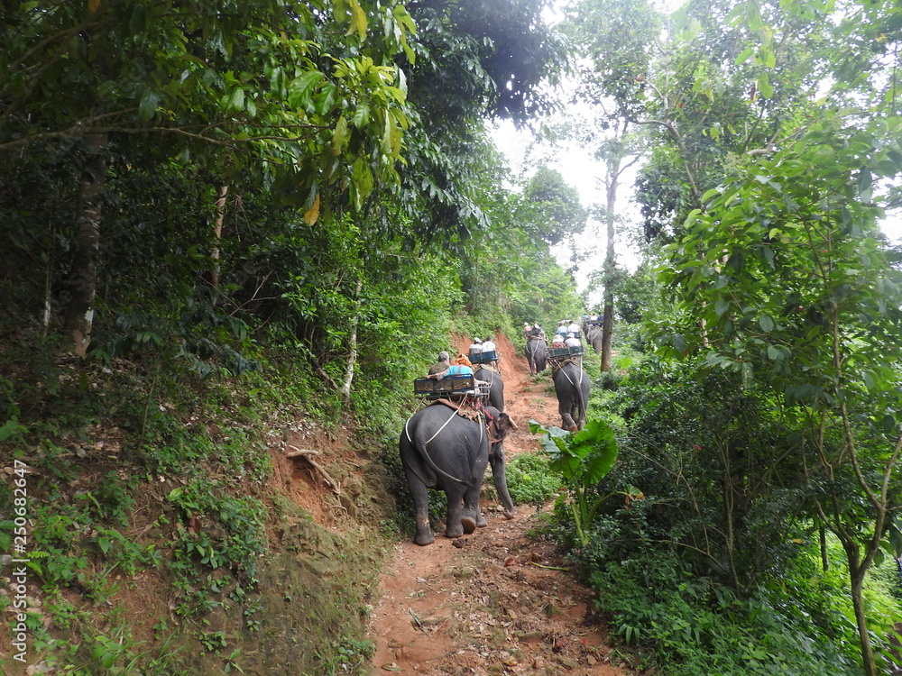 Elephant Safari in the picturesque Dao Pak Park in Thailand.