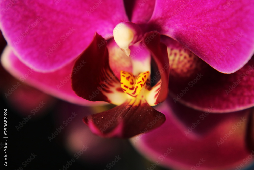 purple pink orchid flowers