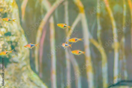 Cute cardinal tetra fish (Paracheirodon axelrodi), a freshwater fish of the characin family. It is native to the upper Orinoco and Negro Rivers in South America.