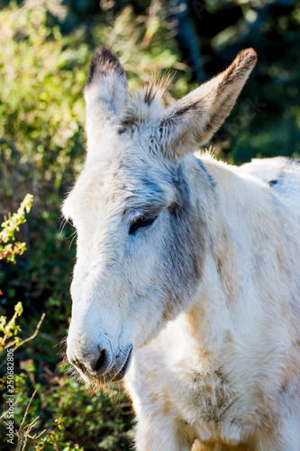 Donkey in the field on a sunny day