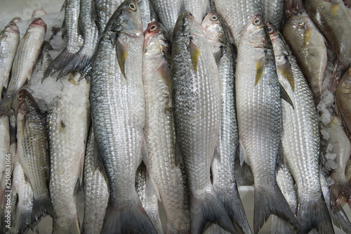 Fresh fish for sale at the modern fish market located in Dubai