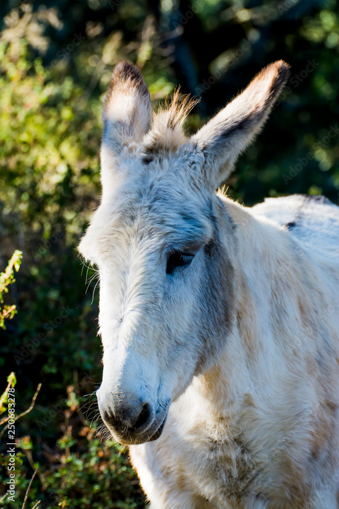 Donkey in the field on a sunny day