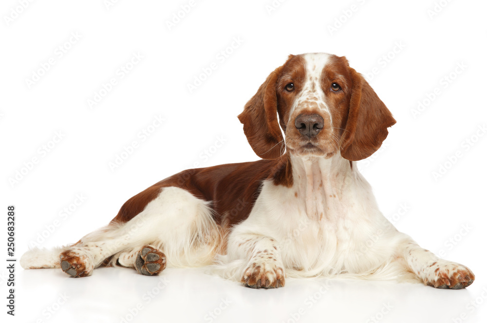 Welsh Springer Spaniel dog