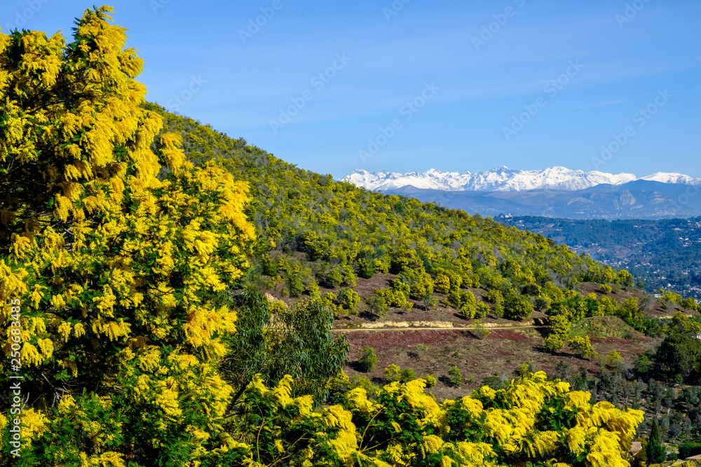 Vue panoramique sur les montagnes Alpes enneigés, les mimosas en fleurs au premier plan. Sud de France.