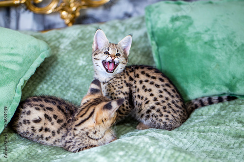 Photography Savannah F1, spotted wild cat