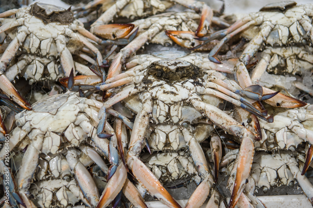 Fresh blue crab for sale at the modern fish market located in Dubai
