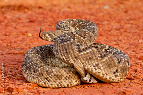 Foto Rattlesnake