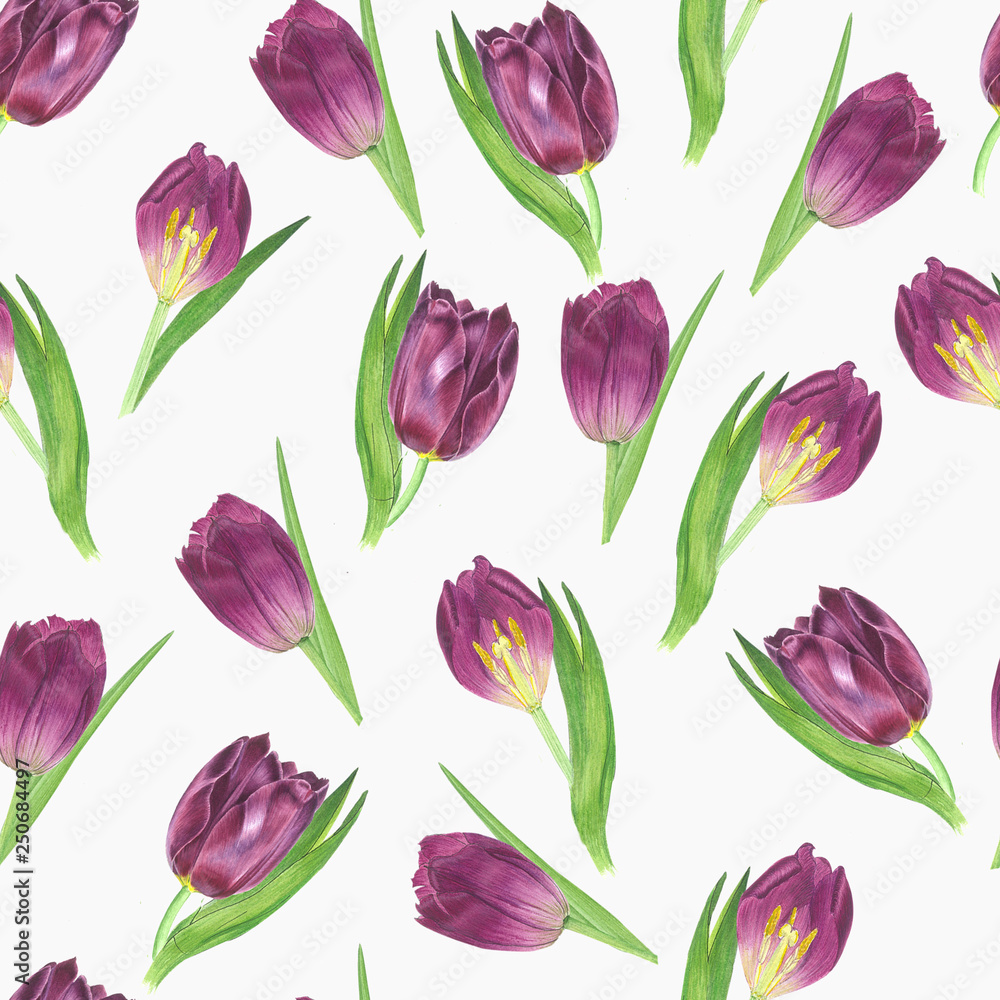 Spring tulips. Watercolor flower seamless pattern on white background.
