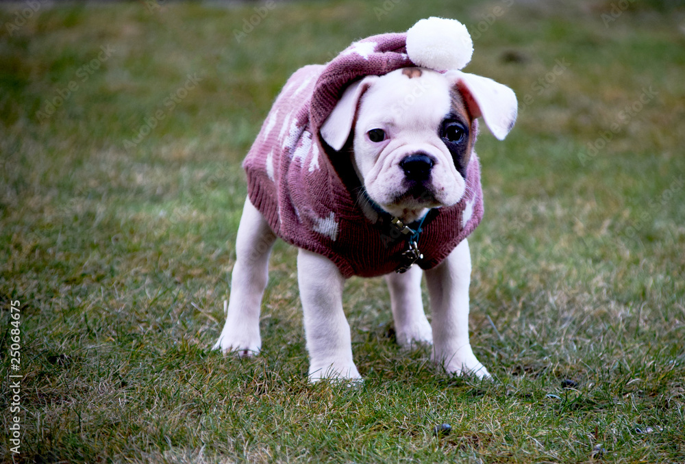 French bulldog with a sweater to keep warm on a cold day outside