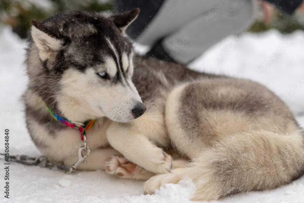Husky malamute dog on snowy field in winter forest. Pedigree dog lying on the snow Husky malamute dog on snowy field in winter forest. Pedigree dog lying on the snow