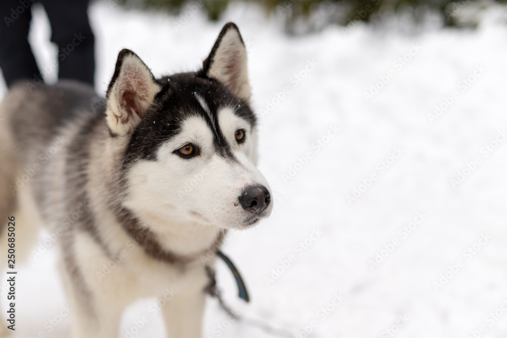 Husky malamute dog on snowy field in winter forest. Pedigree dog lying on the snow