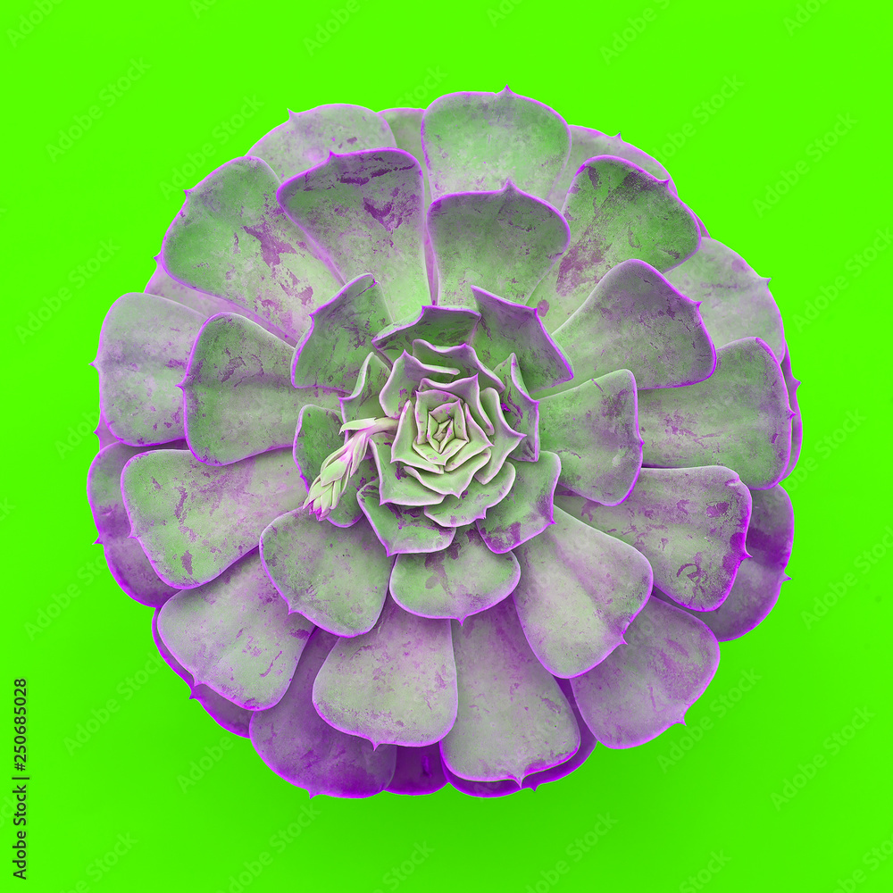 Obraz premium Cactus succulent on a green background. Flat lay minimal plant art