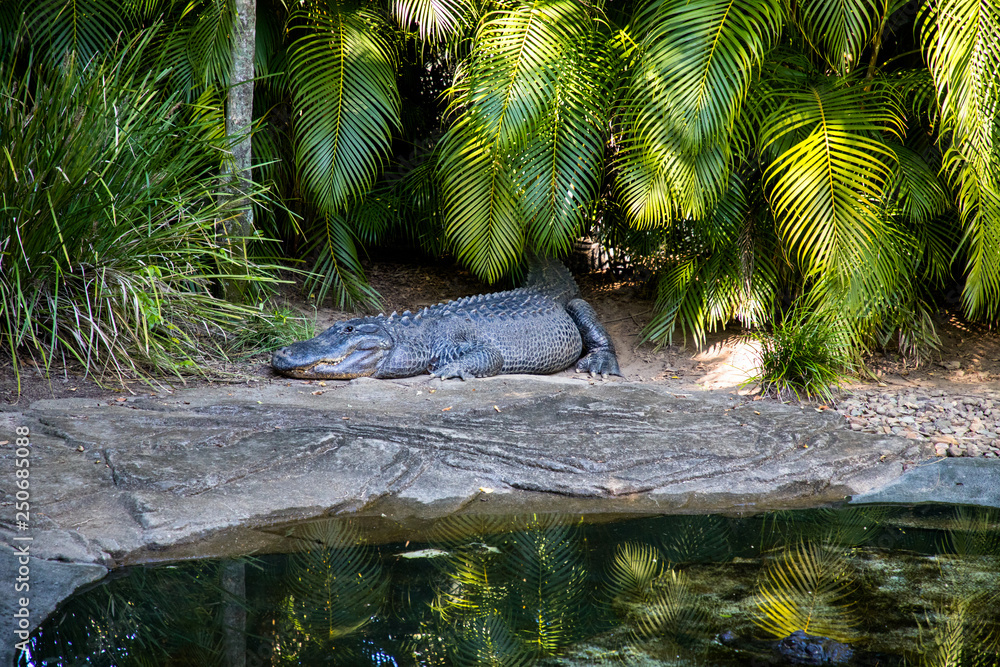 Fotografie Australia zoo, Queensland