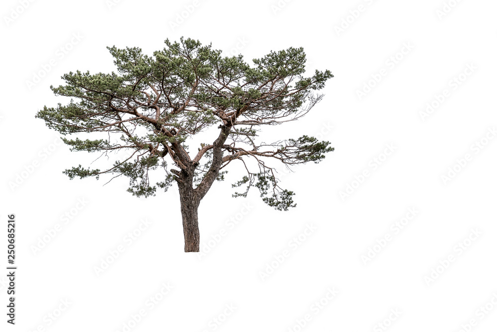 pinus pinea mediterranean stone pine isolated on white background pinus pinea mediterranean stone pine isolated on white background