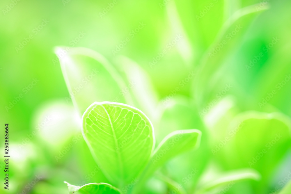 Fresh green leaf and overexposure of sunlight on green nature blurred background at public park in morning, greenery season background, close-up and selective focus by macro lens Fresh green leaf and overexposure of sunlight on green nature blurred background at public park in morning, greenery season background, close-up and selective focus by macro lens