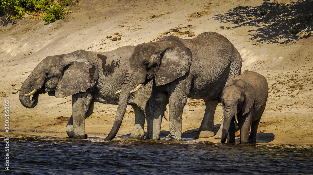 Fototapeta premium African elephants