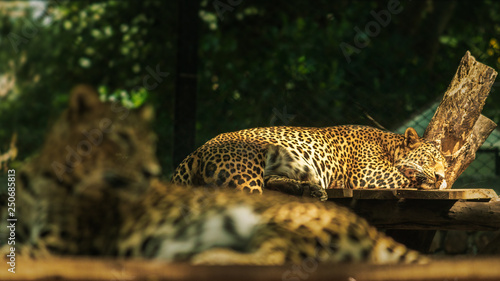 Young leopard relaxing