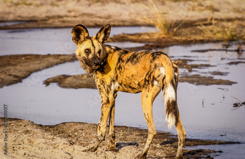 African Wild Dog hunting © Calvin