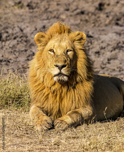 Fototapeta Naklejka Na Ścianę i Meble -  Lions of the Okavango Delta