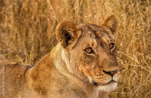 Lions of the Okavango Delta