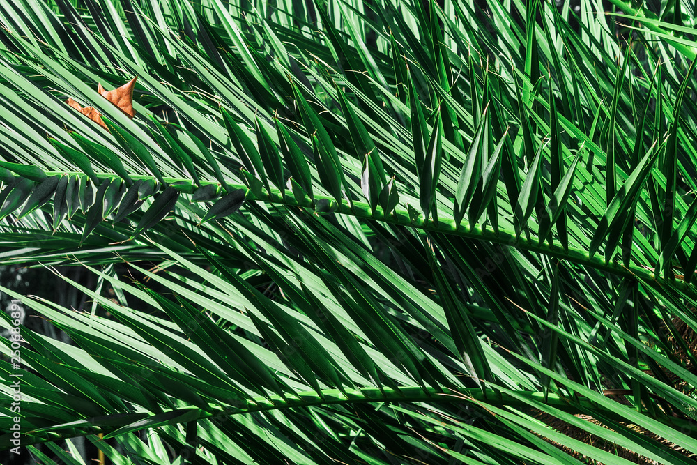 Palm leaves dark green background Palm leaves dark green background