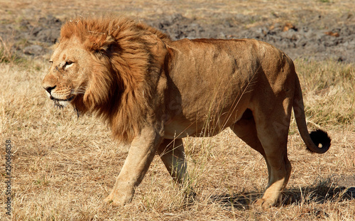 Lions of the Okavango Delta