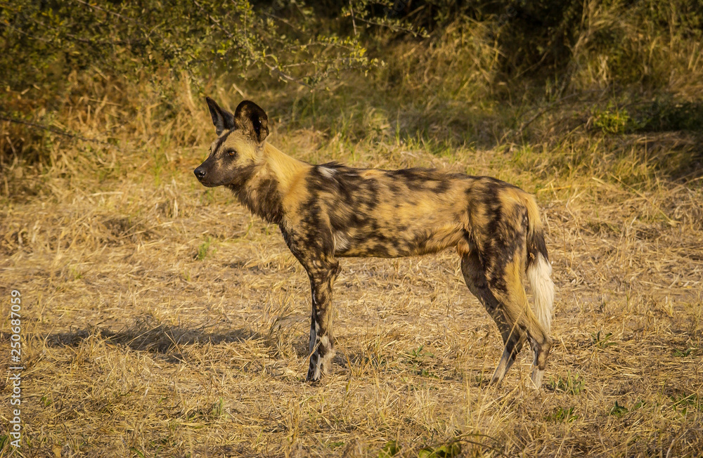 African Wild Dog focuses on prey African Wild Dog focuses on prey