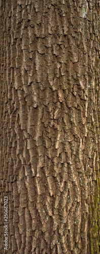 Relief texture of the brown bark of a tree with green moss on it. Vertical photo of a tree bark texture. Relief creative texture of an old oak bark.