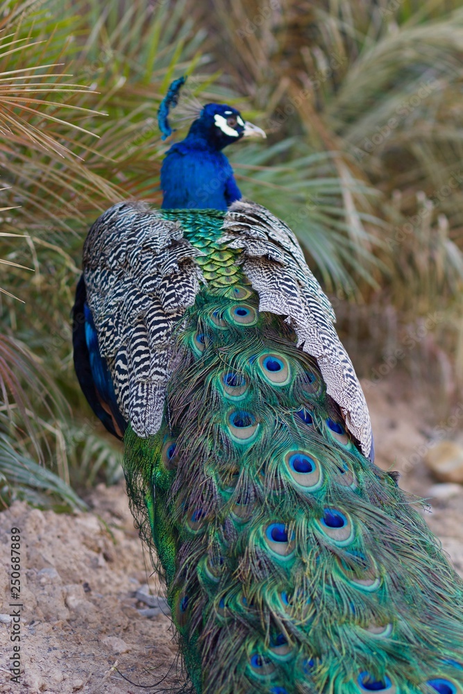 Obraz premium Backside of Peacock Showing Bright, Beautiful Tail Pattern 