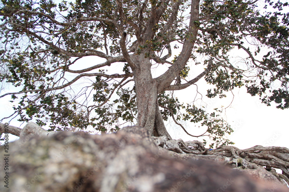 Obraz premium Trees up to the sky 2