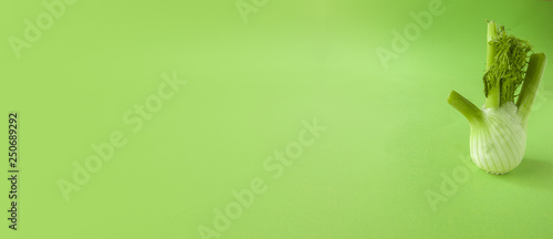 Fresh fennel bulb isolated on green background close up Banner photo