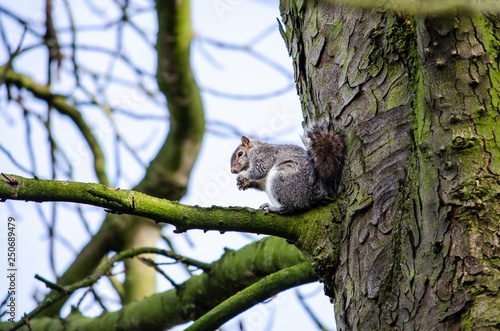 squirrel on a tree eating nut photo