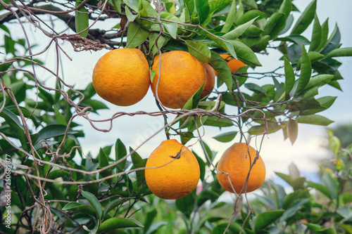 Branch of orange tree